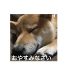 柴犬の梅ちゃん「あいさつ・お仕事風」ver.（個別スタンプ：5）