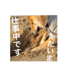 柴犬の梅ちゃん「あいさつ・お仕事風」ver.（個別スタンプ：6）