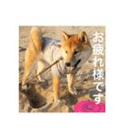 柴犬の梅ちゃん「あいさつ・お仕事風」ver.（個別スタンプ：7）