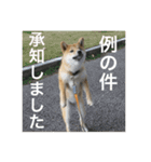 柴犬の梅ちゃん「あいさつ・お仕事風」ver.（個別スタンプ：8）