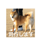 柴犬の梅ちゃん「あいさつ・お仕事風」ver.（個別スタンプ：9）