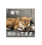 柴犬の梅ちゃん「あいさつ・お仕事風」ver.（個別スタンプ：10）