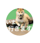 柴犬の梅ちゃん「あいさつ・お仕事風」ver.（個別スタンプ：12）