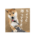 柴犬の梅ちゃん「あいさつ・お仕事風」ver.（個別スタンプ：15）