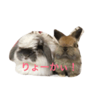 我が家のうさちゃん（個別スタンプ：2）