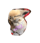 我が家のうさちゃん（個別スタンプ：4）