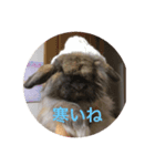 我が家のうさちゃん（個別スタンプ：6）