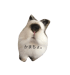 我が家のうさちゃん（個別スタンプ：7）