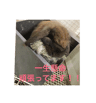 我が家のうさちゃん（個別スタンプ：8）