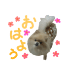 ポメラニアンの桃花 第2だん（個別スタンプ：1）