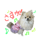 ポメラニアンの桃花 第2だん（個別スタンプ：4）