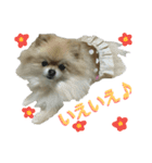 ポメラニアンの桃花 第2だん（個別スタンプ：5）
