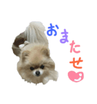 ポメラニアンの桃花 第2だん（個別スタンプ：6）