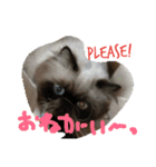 チッパーさん（個別スタンプ：17）