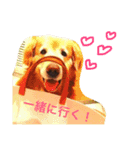 mydoglove（個別スタンプ：1）