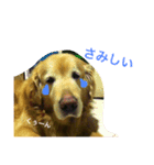mydoglove（個別スタンプ：5）