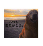 mydoglove（個別スタンプ：8）