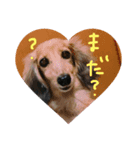 はなちさん（個別スタンプ：1）