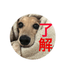 はなちさん（個別スタンプ：3）