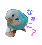 セキセイインコマリンの1日（個別スタンプ：1）