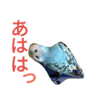 セキセイインコマリンの1日（個別スタンプ：5）