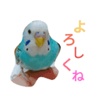 セキセイインコマリンの1日（個別スタンプ：6）