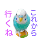 セキセイインコマリンの1日（個別スタンプ：7）