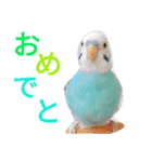 セキセイインコマリンの1日（個別スタンプ：8）