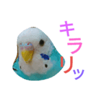 セキセイインコマリンの1日（個別スタンプ：11）