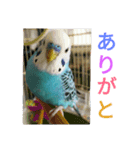 セキセイインコマリンの1日（個別スタンプ：16）