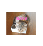 もこにゃんライフ（個別スタンプ：3）