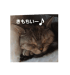もこにゃんライフ（個別スタンプ：7）