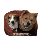 lolly＆miloo 3（個別スタンプ：10）