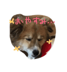 うちのわんこ りぃる＆ぷぅ（個別スタンプ：1）