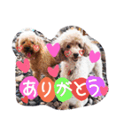 トイプードルのミロとモン（個別スタンプ：1）