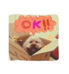 トイプードルのミロとモン（個別スタンプ：3）