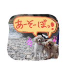 トイプードルのミロとモン（個別スタンプ：6）
