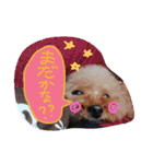 トイプードルのミロとモン（個別スタンプ：11）