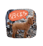 トイプードルのミロとモン（個別スタンプ：12）