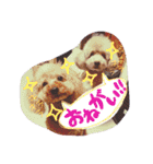 トイプードルのミロとモン（個別スタンプ：29）