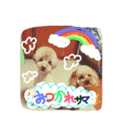 トイプードルのミロとモン（個別スタンプ：30）