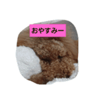 スタンダードプードル（個別スタンプ：1）