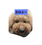 スタンダードプードル（個別スタンプ：4）