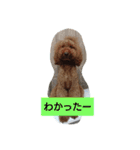 スタンダードプードル（個別スタンプ：7）