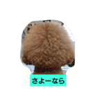 スタンダードプードル（個別スタンプ：13）