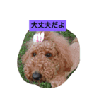 スタンダードプードル（個別スタンプ：14）