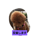 スタンダードプードル（個別スタンプ：15）