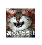 うちの猫又（個別スタンプ：1）