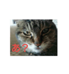 うちの猫又（個別スタンプ：3）