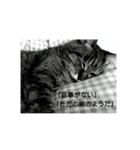うちの猫又（個別スタンプ：5）